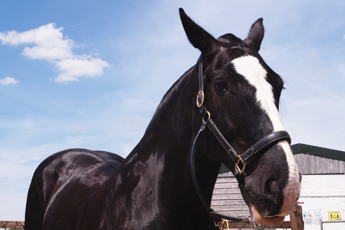 Riding for the Disabled Association (RDA)